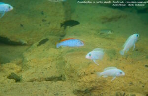 Pseudotropheus sp. 'red top ndumbi' Pombo Rocks